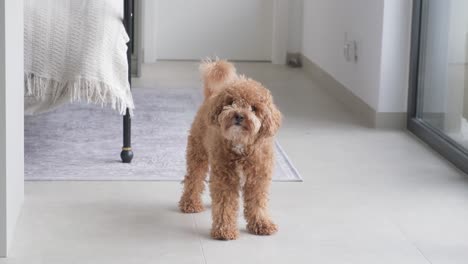 Male-Toy-Poodle-dog-waiting-for-command-in-slow-motion