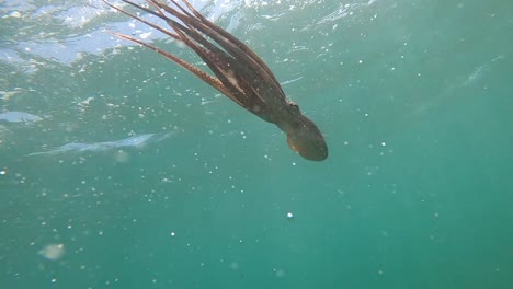 Unterwasseraufnahme-Eines-Mittelgroßen-Oktopus,-Der-Auf-Den-Meeresboden-Taucht