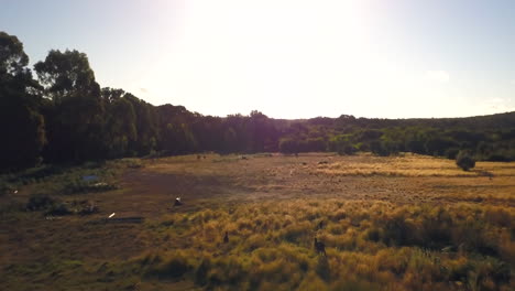 Wilde-Kängurus-3-Herde-Im-Feld-Wa-Australien-Drohnenjagd-Von-Taylor-Brant-Film