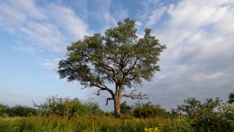 Zeitraffer-Des-Afrikanischen-Baums-In-Der-Natur