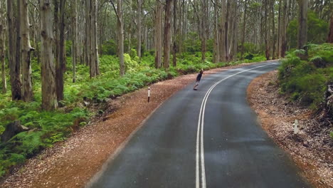 Australia-Oeste-Oz-Bosques-Skateboarding-Autopista-Boranup-Forest-Drive-árboles-Australianos-Dron-épico-De-Taylor-Brant-Películas
