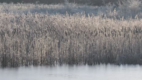 Bullrushes-Edge-Of-Frozen-Lake-Frost-UK-Winter