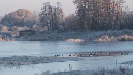 Lago-Congelado-Reserva-Natural-De-Aves-En-El-Agua-Ocultar-Aves-Warwickshire-Reino-Unido