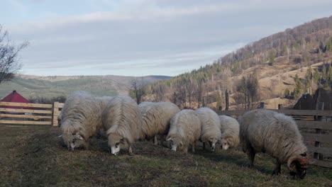 Several-sheep-grazing-along-hillside