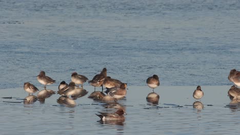 Birds-Reflected-On-Winter-Water-Wigeon-Teal-Copy-Space-Sleeping-Preening-UK