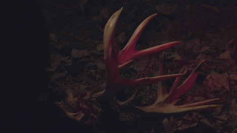 Hunter-finds-big-buck-skull-in-the-woods-at-night