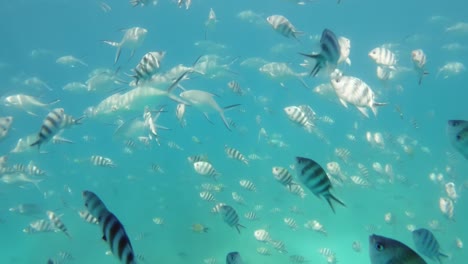 Seychellen,-St-Anne-Marine-Park,-Hunderte-Von-Fischen-Werden-Während-Der-Exkursion-Gefüttert