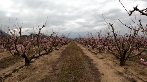 Field-of-pink-blooming-fruit-trees-under-overcast-skies