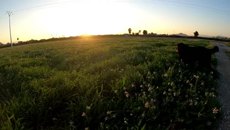 Dog-happily-walking-through-a-field-of-grass-into-the-sunset