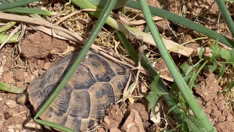 turtle-in-the-garden-hiding-in-the-soil