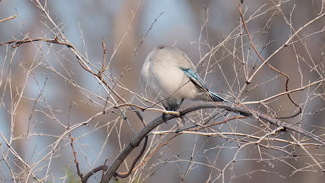 Azure-winged-Magpie-Perching-And-Preening-On-Tree-Branch-With-Leafless-Twigs-During-Winter-In-South-Korea