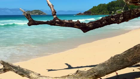 Mahe-Seychelles,-Fallen-tree-on-beach-of-grand-anse,-the-second-longest-beach-in-the-Seychelles