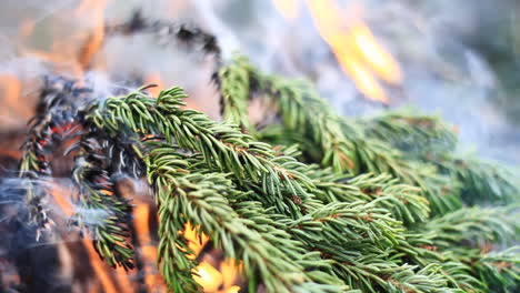 Bright-Green-Tree-Branch-Burns-in-Campfire