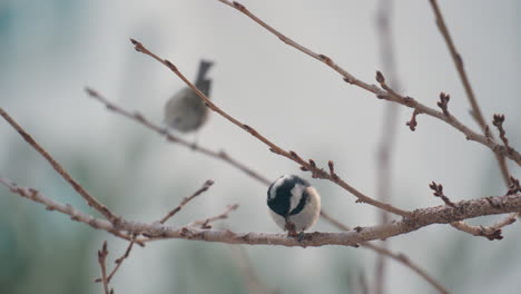 Passerine-Birds-Coal-Tit-Perched-On-Leafless-Twigs-In-South-Korea
