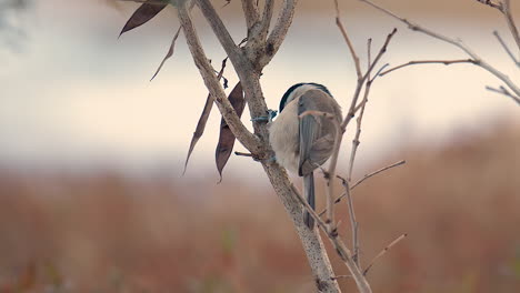 Coal-Tit-or-Cole-tit-Eating-Seed-From-Dried-Pods-Perched-on-Tree-at-Sunrise