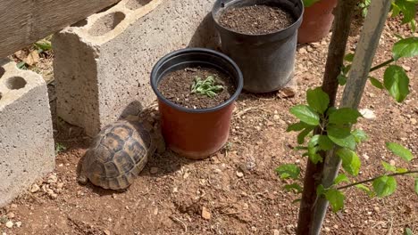 Die-Schildkröte-Im-Garten-Auf-Der-Suche-Nach-Nahrung