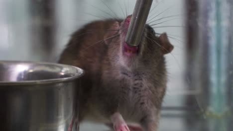 A-lab-rat-mouse-drinking-water-slowmotion-laboratory-closeup-professor-doctor