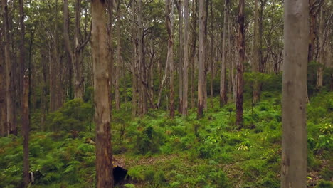 Australia-Boranup-Forest-Drive-Cinematic-Green-Perth-Western-Australia-beautiful-peaceful-Drone-2-By-Taylor-Brant-Film