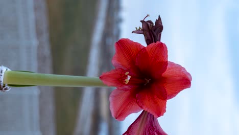 Rote-Amaryllis-Blume-In-Einem-Garten---Parallaxe-Abend-Sonnenuntergang-Zeitraffer-In-Vertikaler-Ausrichtung