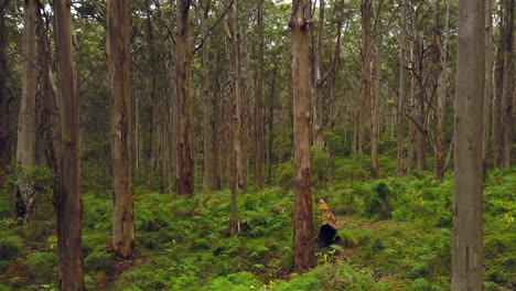 Australien-Boranup-Forest-Drive-Filmisches-Grünes-Perth-Westaustralien-Schöne-Friedliche-Drohne-Von-Taylor-Brant-Film