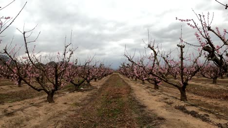 Feld-Voller-Blühender-Apfelbäume-In-La-Macetúa,-Spanien