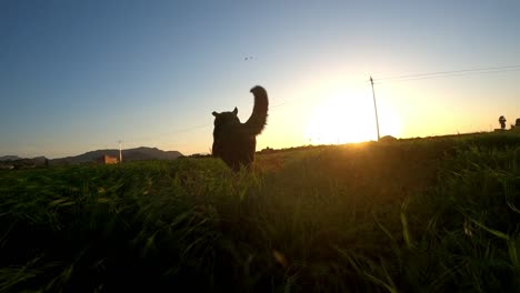 Following-a-large-dog-running-through-tall-grass-at-sunset