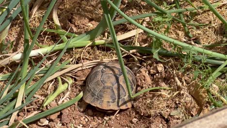 turtle-in-the-garden-running-away-hiding-its-head-under-the-soil