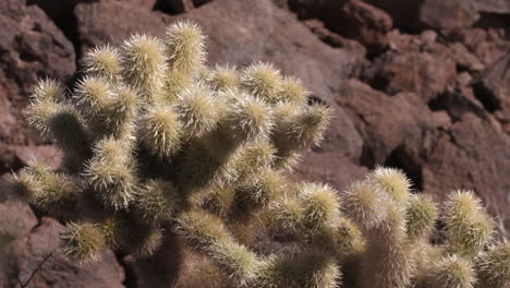 Kaktus-In-Der-Wüste,-Enge-Aufnahme
