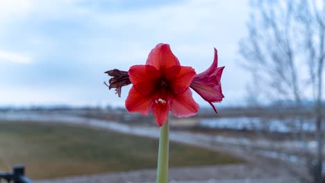 Zeitraffer-Einer-Roten-Amaryllis-Blume-Im-Vordergrund-Mit-Einer-Defokussierten-Wolkenlandschaft-Bei-Sonnenuntergang-Im-Hintergrund-Mit-Parallaxenbewegung