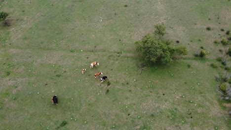 Eine-Wunderbare-Aussicht-Von-Der-Drohne,-Auf-Die-Kühe-Und-Den-Weinberg-Im-Dorf