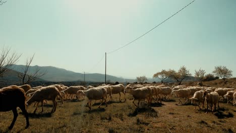 Un-Rebaño-De-Cabras-Viajando-Entre-Campos-En-Busca-De-Hierba-Fresca