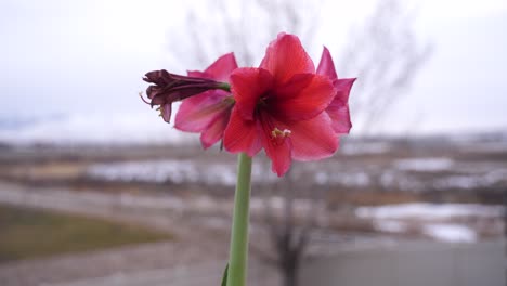 Flor-De-Amarilis-Roja-Florece-En-Una-Caja-De-Jardín,-Aislada-En-Movimiento-De-Paralaje