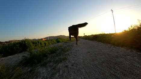 Labrador-Läuft-In-Den-Sonnenuntergang-Davon