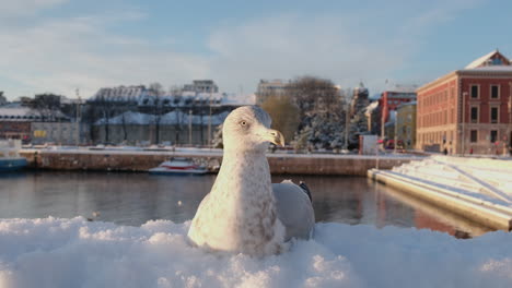 Closeup-Of-European-Herring-Gull-Sitting-On-Ice-In-Downtown-Oslo-On-A-Sunny-Winter-Day