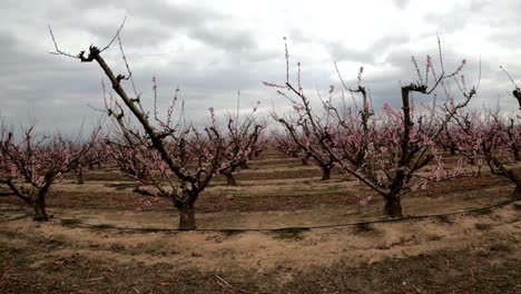 Feld-Voller-Blühender-Apfelbäume-Im-Zeitigen-Frühjahr