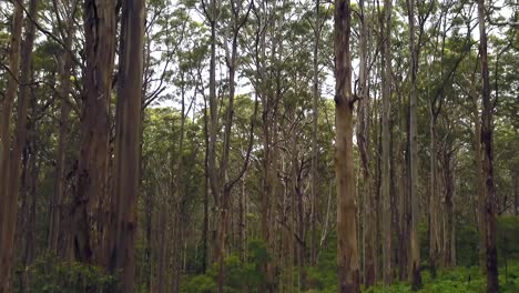 Australien-Boranup-Forest-Drive-Filmisches-Grün-Perth-Westaustralien-Schöne-Friedliche-Drohne-3-Von-Taylor-Brant-Film
