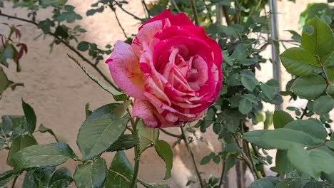 beautiful-rose-against-the-wind-in-the-garden
