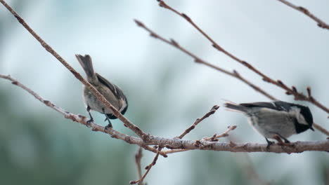 Coal-or-Cole-tit-Eating-Pecking-with-Beak-And-Excrement-on-Tree-Branch-or-Twig