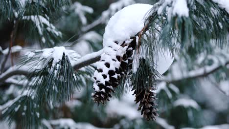 Gestochen-Scharfes-Bild-Von-Schneebedeckten-Tannenzapfen-Auf-Einer-Kiefer-In-Britisch-Kolumbien,-Während-Schnee-Fällt