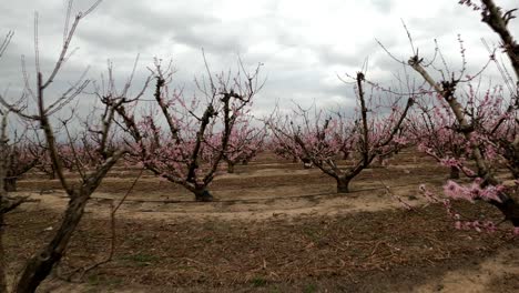 Reihen-Von-Apfelbäumen,-Die-Im-Zeitigen-Frühjahr-Blühen
