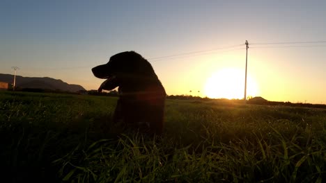 Silhouette-Eines-Hundes-Im-Sommer-Sonnenuntergang-Mit-Gras-Rundherum