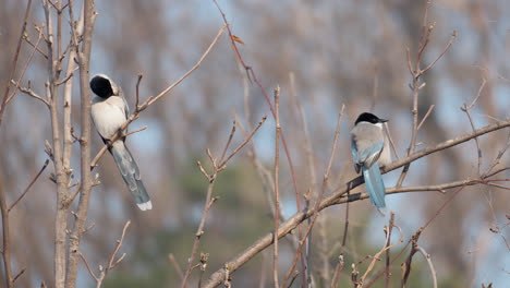 Zwei-Azurflügelige-Elstervögel,-Die-Sich-Im-Winter-Im-Südkoreanischen-Wald-Putzen-Und-Von-Blattlosen-Zweigen-Wegfliegen