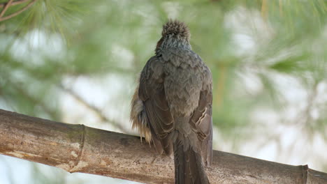 Brown-eared-Bulbul-Preening-Perched-Under-Pine-Tree---back-view