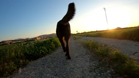 Dog-jogging-down-a-trail-on-a-farm-during-sunset