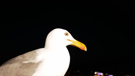 Closeup-of-an-alert-seagull-at-night