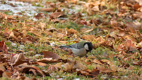 Japanese-Tit-Bird-Foraging-and-Searing-Food-Under-Fallen-Leaves-on-Gound,-Jumping-and-Eating-in-Winter---close-up