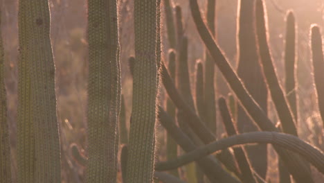 Cactus-in-the-desert,-tight-shot-into-the-sun