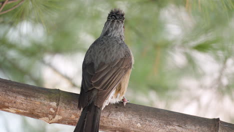 Asian-Brown-eared-Bulbul-Cleans-Feathers-Perched---back-view-Close-up
