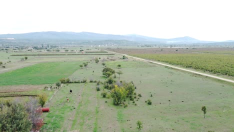 Una-Vista-Maravillosa-Desde-El-Dron,-De-Las-Vacas-Y-El-Viñedo-En-El-Pueblo