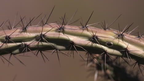 Kaktusglied-In-Der-Wüste,-Nahaufnahme